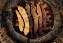 Photo of ბორჯომში აღმოაჩინეს 5 500 წლის წინანდელი თაფლი
