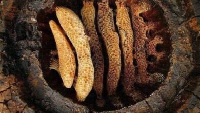 Photo of ბორჯომში აღმოაჩინეს 5 500 წლის წინანდელი თაფლი