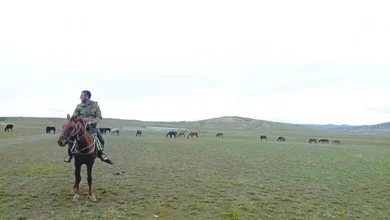 Photo of ელდარის ზამთრის საძოვრების ულამაზესი ცხენები