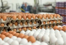 Photo of არის თუ არა კვერცხის დეფიციტი საქართველოში