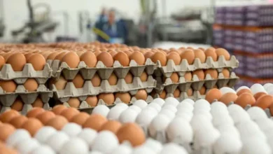 Photo of არის თუ არა კვერცხის დეფიციტი საქართველოში