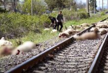 Photo of მარნეულში 40 ცხვარი გაიტანა მატარებელმა