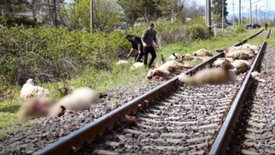 Photo of მარნეულში 40 ცხვარი გაიტანა მატარებელმა